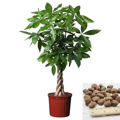 ศุภโชค หรือนุ่นน้ำ (Money tree) / 2 เม็ด