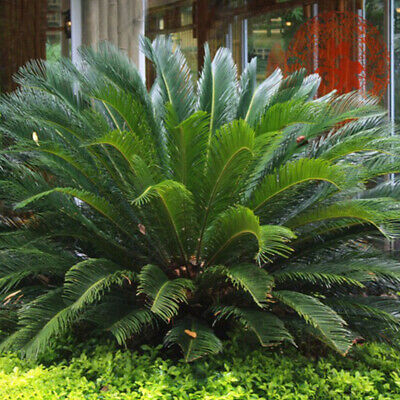 ปรงญี่ปุ่น (Cycas Revoluta) / 1 เม็ด (China)