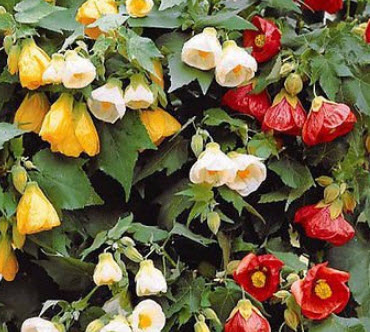 ชบาโคม (Flowering Maple / Abutilon Hybridum) คละ / 60 เม็ด (UK)*