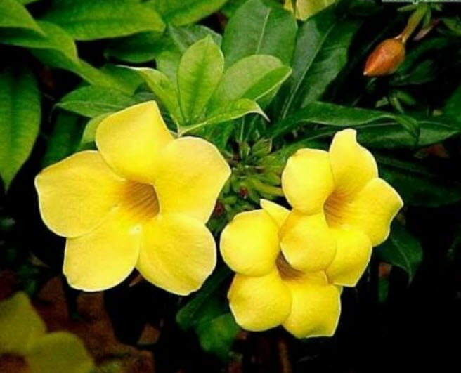 ต้นบานบุรีเหลือง กระถาง สูง 50 ซ.ม. ขึ้นไป / ต้น (P2S)