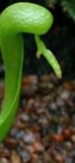 หัวงูเห่า (Cobra plants) / 20 เม็ด