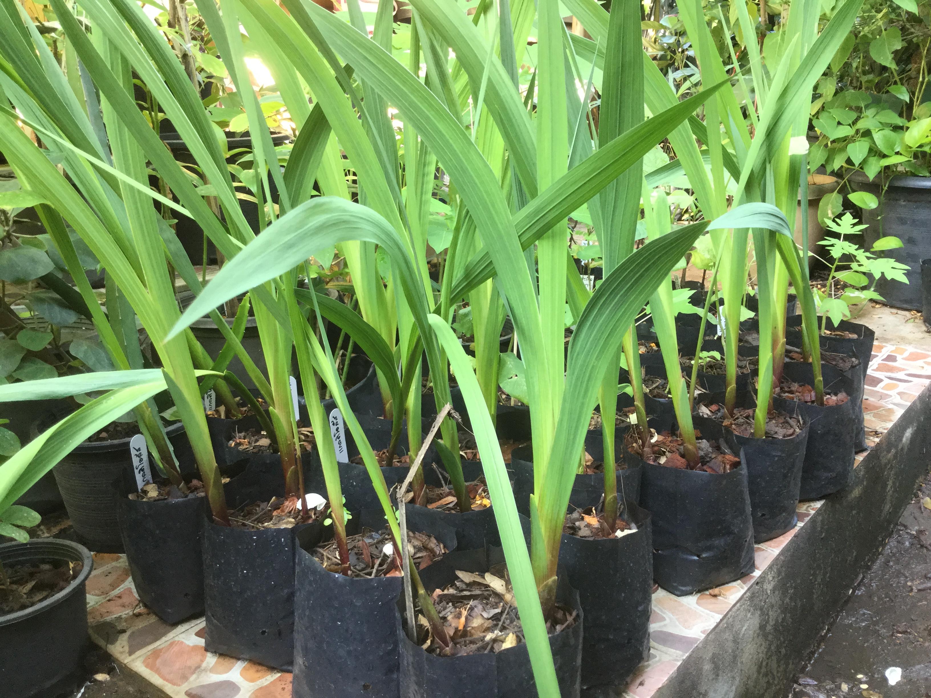 ต้นแกลดิโอลัส (Gladiolus) เพาะหัว (จัมโบ้) / ต้น