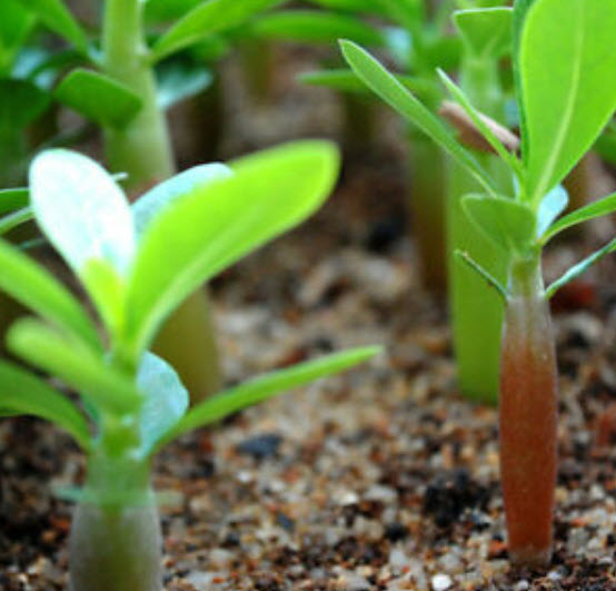 ชวนชม (Desert Rose / Adenium) ฟ้า-ขาว / 2 เม็ด (นอก)