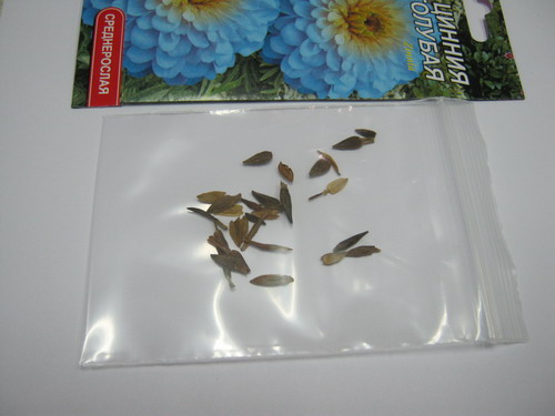 บานชื่นสีฟ้า ( Zinnia haageana blue #764) / ซอง 30 เม็ด (Ukraine)