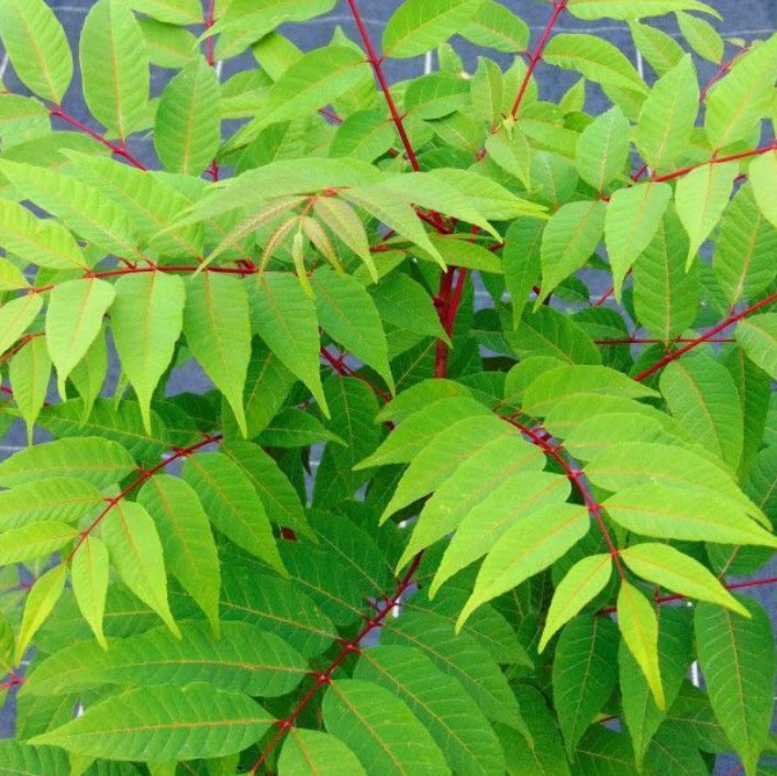 มะฮอกกานีจีน (Chinese Mahogany) หรือฟลามิงโก้ / 50 เม็ด (France)*