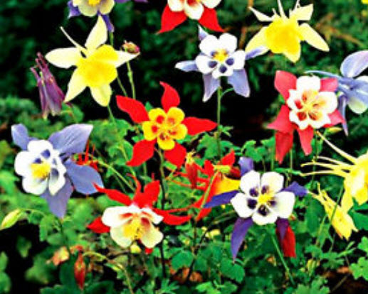 โคลัมบายน์ (Columbine) ต้นเตี้ย คละ / 300 เม็ด (UK)