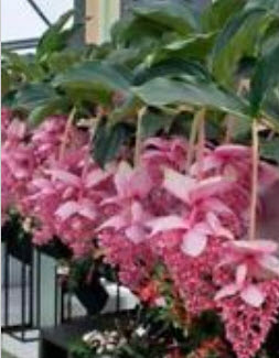สร้อยระย้า (Medinilla Magnifica) / 50 เม็ด (นอก)