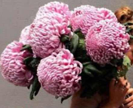 เบญจมาศดอกใหญ่ (Giant Chrysanthemum) คละสี / 200 เม็ด