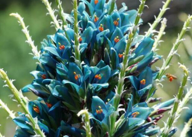 แซฟไฟร์ เทาเวอร์ (Sapphire Tower) สีฟ้า / 10 เม็ด (USA)