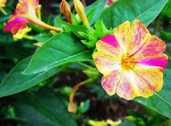 บานเย็น (Mirabilis Jalapa) สีด่าง คละ / ซอง 20 เม็ด (A251)