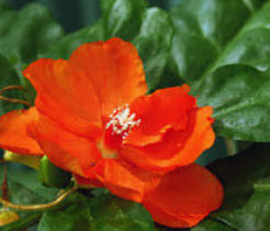 ต้นกุหลาบพุกาม กระถาง 10 นิ้ว สูง 75-100 ซ.ม.