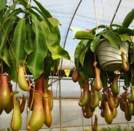 หม้อข้าวหม้อแกงลิง (Nepenthes) / 100 เม็ด
