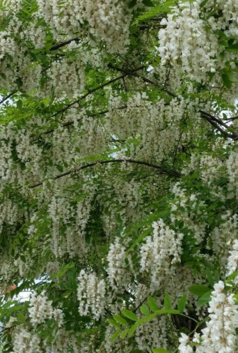 แบล็ค โลคัส (black locust) / 25 เม็ด (Portugal)