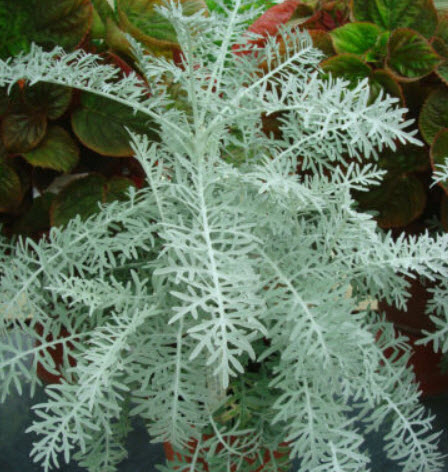 ละอองเงิน - ซิลเวอร์ ดัสท์ (Dusty Miller - Silver Dust) / 500 เม็ด (UK)