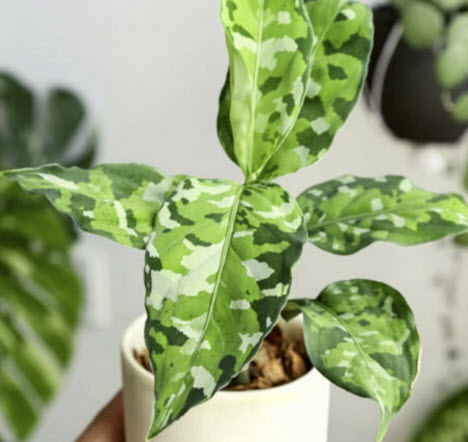 อโกลนีมา เสือพราน 3 สี (Aglaonema pictum tricolor) / เม็ด (UK)