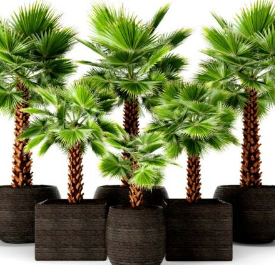 ปาล์มพัดเม็กซิกัน (Mexican Fan Palm) / 5 เม็ด (UK)