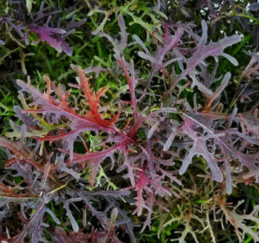 มิซูน่า (Mizuna) หรือมัสตาร์ดญี่ปุ่นแดง (Red Japanese Mustard) / 100 เม็ด (France)*