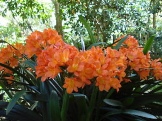 คลิเวีย (Clivia) ส้ม / 5 เม็ด (Portugal)