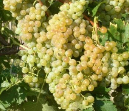 องุ่น ไชน์ มัสแคท ( Shine Muscat grape) / 10 เม็ด (Moldova)