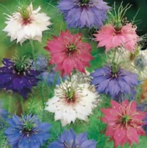 รักในสายหมอก (Love in a Mist) สีม่วง / 200 เม็ด (Australia)
