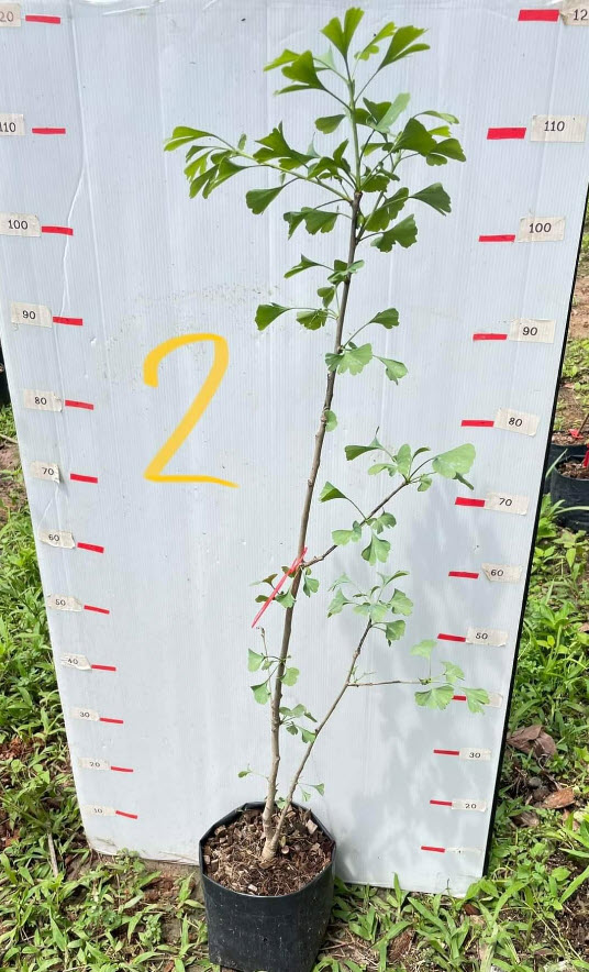 ต้น แปะก๊วย Ginkgo อายุต้น 3 ปี+ สูง 80-100 ซ.ม. ต้นสูง ไม่ต้องรอนาน