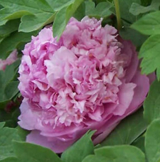 โบตั๋น (Peony) ม่วง / 10 เม็ด (นอก)