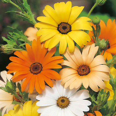 อัฟริกัน เดซี่ (African Daisy) คละสี / 150 เม็ด (Serbia)