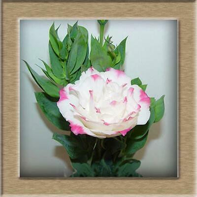 ไลซิแอนธัส (Lisianthus) คละ / 100 เม็ด