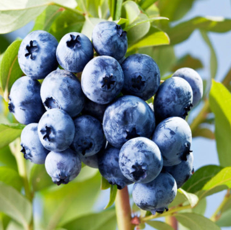 บลูเบอรี่ (Blueberry) / 50 เม็ด