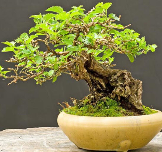 หม่อนขาว (White Mulberry / Morus alba) / 55 เม็ด (UK)