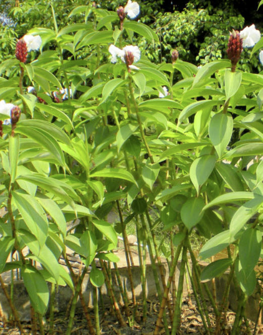 เอื้องหมายนา (Crape Ginger) ดอกขาว / เหง้า