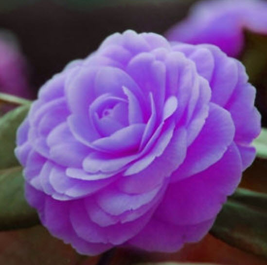 คามิเลีย (Camellia) สีม่วง / 5 เม็ด (นอก)
