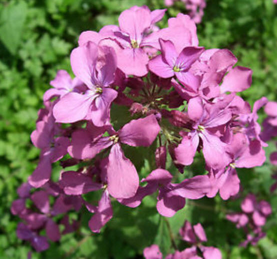 มันนี่ แพล้นท์ (Money Plant) / ซิลเวอร์ ดอลล่าร์ (Silver Dollar) / 50 เม็ด (USA)