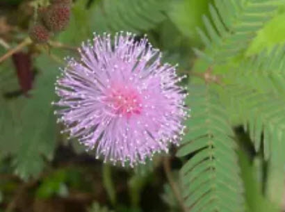 ไมยราบ (Sleeping plant) คละสี / 30 เม็ด (นอก)