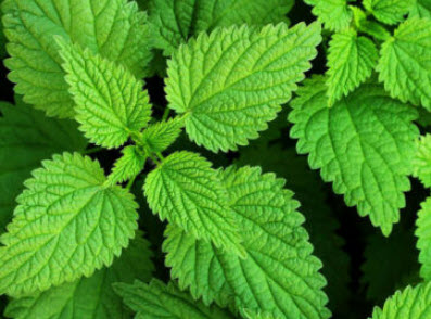 สตริงกิง เนทเติล (Stinging Nettle / Urtica dioica) / 1,300 เม็ด (UK) *