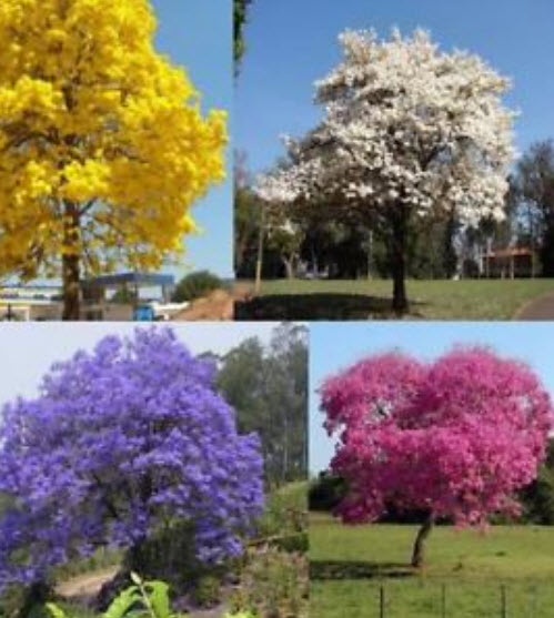 ศรีตรัง (Jacaranda mimosifolia) คละสี / 10 เม็ด (Brazil)