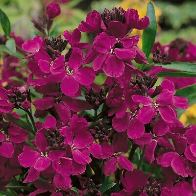 วอลฟลาวเวอร์ (Wallflower - Ruby Gem) / 500 เม็ด (UK)