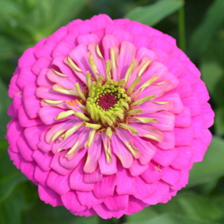 บานชื่น สีชมพูเข้ม ซอง 50 เม็ด (A014)