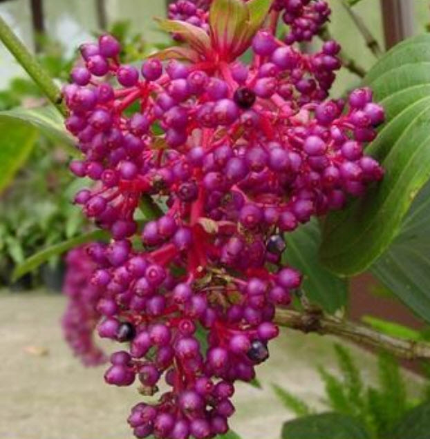 สร้อยไข่มุก (Medinilla Magnifica) สีชมพู / 100 เม็ด (China)