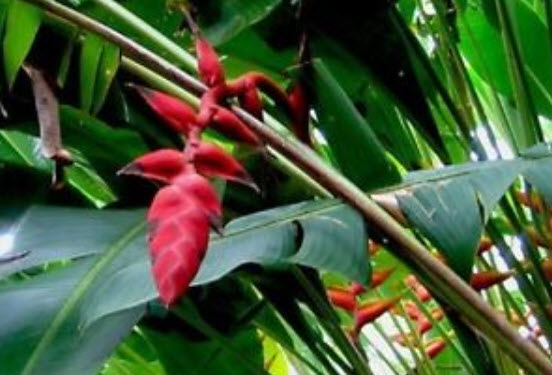 เฮลิโคเนีย ไนกริแพฟิคซา (Heliconia Nigriprafixa) สีแดง / 5 เม็ด (Israel)