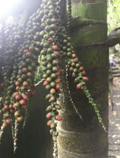 ปาล์มนิคาอู (Nikau palm / Rhopalostylis sapida) / 5 เม็ด (NZ)*