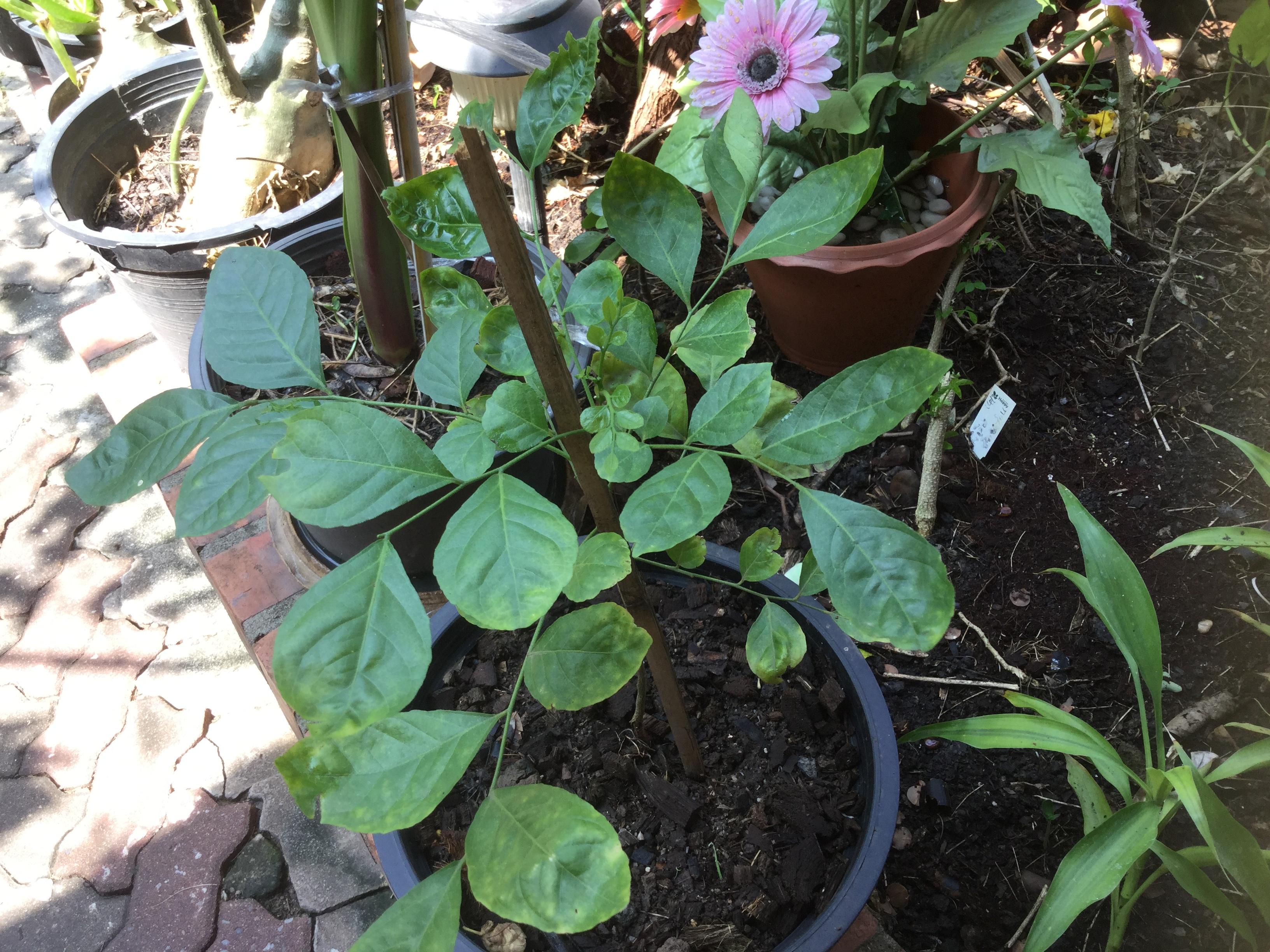 ต้นโปร่งฟ้า หรือส่องฟ้า กระถาง สูง 30-50 ซ.ม. / ต้น