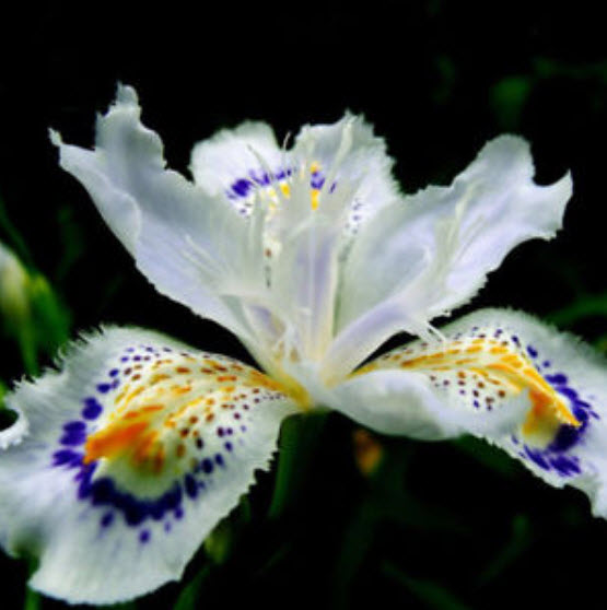 แจแปนีส ไอริส (Japanese Iris) สีขาว / 10 เม็ด
