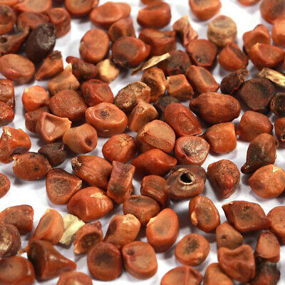 ฟาแลนน็อปซิส เหลือง / 50 เม็ด