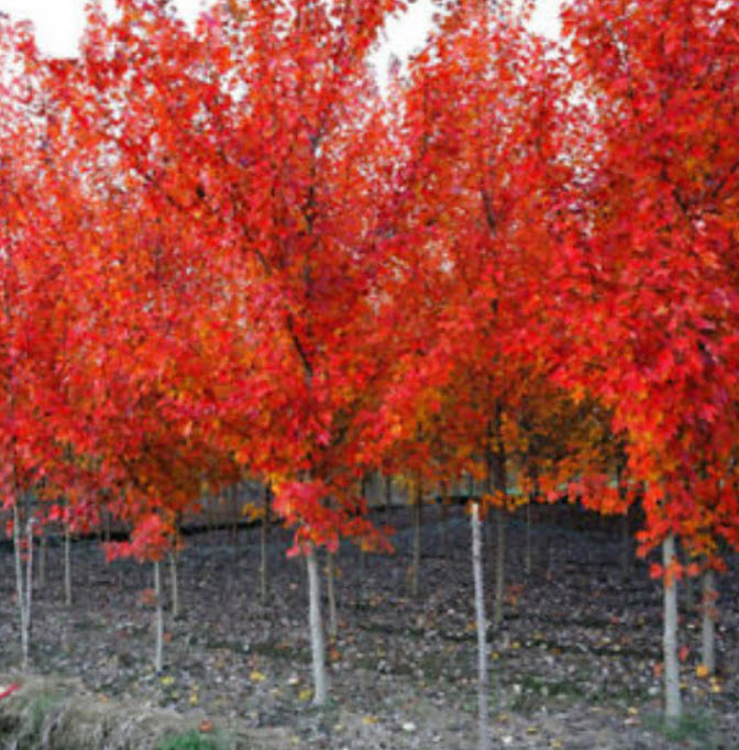 ต้นเมเปิ้ลญี่ปุ่น (Japanese maple) แดง / 20 เม็ด (นอก)