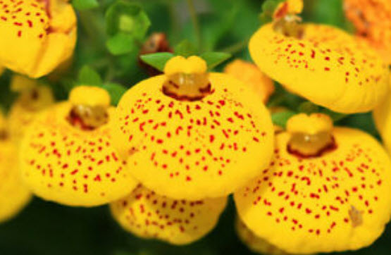 คาลซีโอลาเรีย (Calceolaria) คละ / ซอง 30 เม็ด (A150)