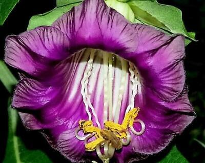 แคทเธอดรัล เบลล์ (Cathedral Bells) สีม่วง+ขาว / รวม 4 เม็ด (Ukraine)