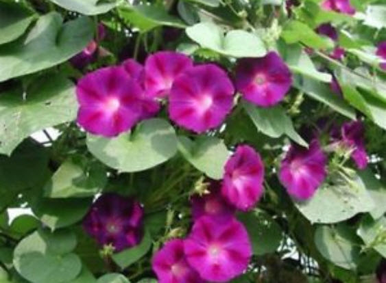 มอนิ่ง กลอรี่ (Morning glory - Crimson Ramber) สีแดงเข้ม / 50 เม็ด (USA)