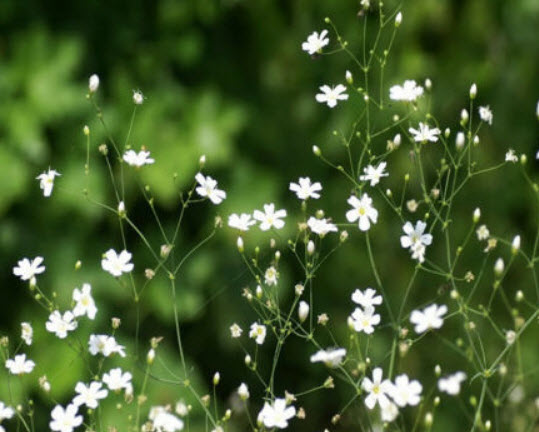 ยิปโซ (Gypsophila) ขาว / 100 เม็ด (UK)