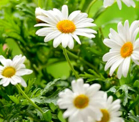 เยอรมัน คาโมมายล์ (German Chamomile) / 20,000 เม็ด (UK)